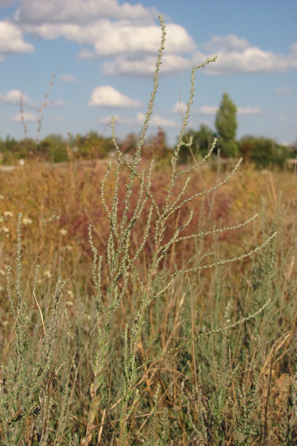 Image of Sedobassia sedoides specimen.