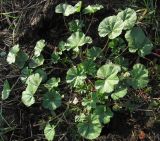 Malva pusilla