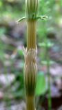 Equisetum sylvaticum