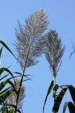 Arundo donax