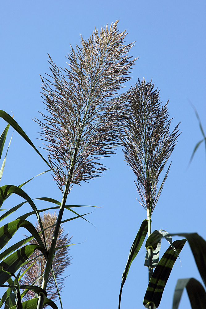 Изображение особи Arundo donax.