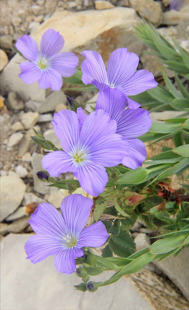 Изображение особи Linum nervosum.