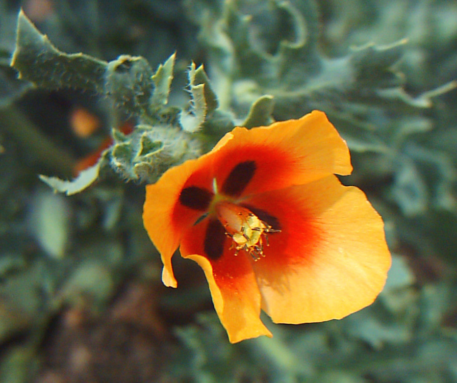 Изображение особи Glaucium corniculatum.