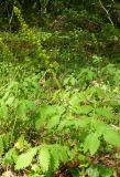 Agrimonia eupatoria ssp. grandis