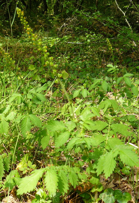 Изображение особи Agrimonia eupatoria ssp. grandis.