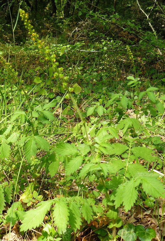 Image of Agrimonia eupatoria ssp. grandis specimen.
