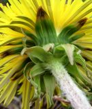 Taraxacum officinale