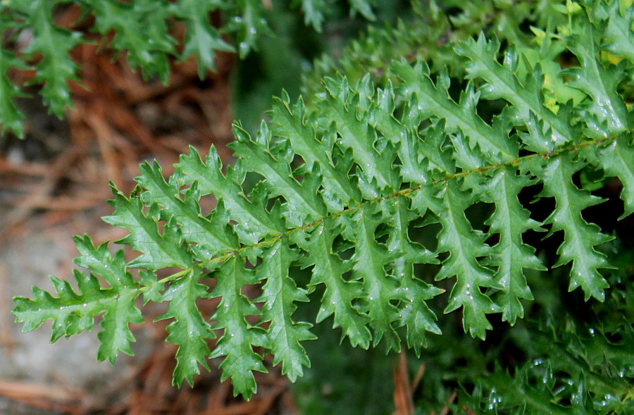 Image of Filipendula vulgaris specimen.