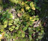 Gaultheria procumbens