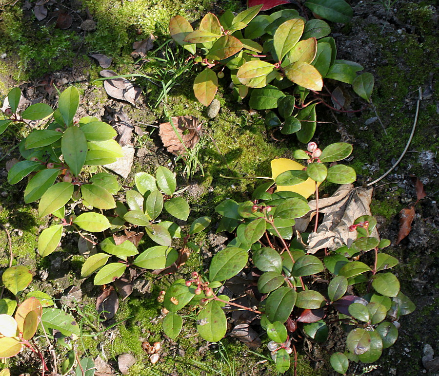 Image of Gaultheria procumbens specimen.