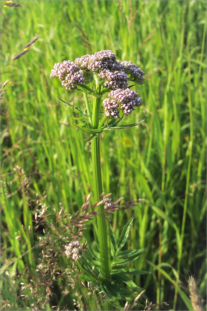 Изображение особи Valeriana officinalis.