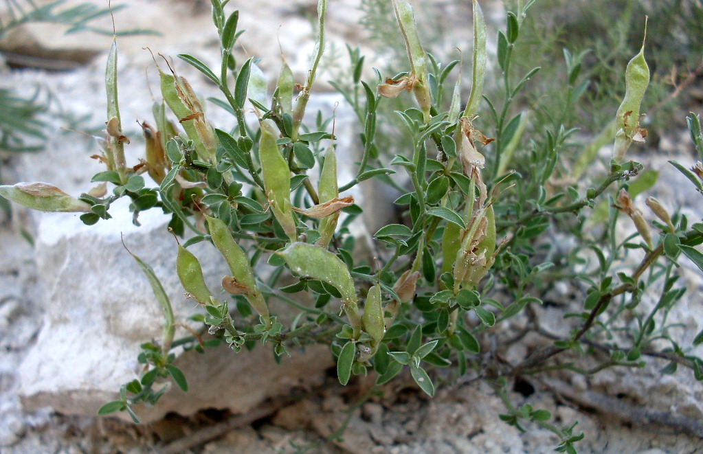 Изображение особи Genista scythica.