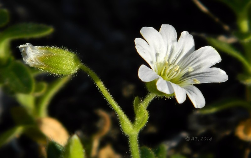 Image of Cerastium beeringianum specimen.