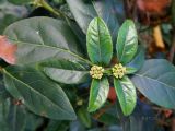 Viburnum tinus