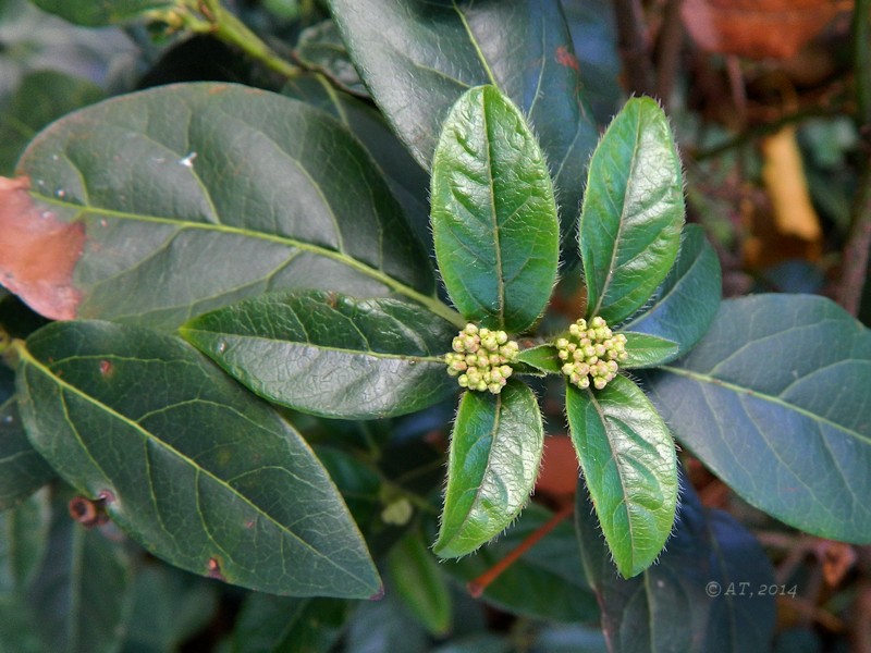 Изображение особи Viburnum tinus.