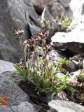 genus Draba