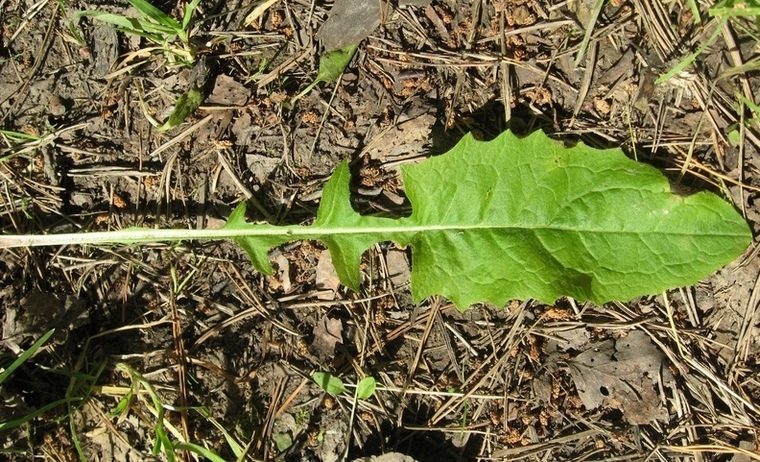 Image of Crepis lyrata specimen.