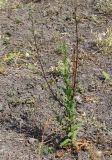 Verbascum blattaria