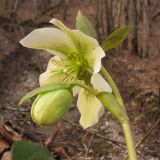 Helleborus caucasicus. Верхушка побега с цветком и бутоном. Краснодарский край, Абинский р-н, окр. станицы Шапсугская, дубовый лес. 08.03.2014.