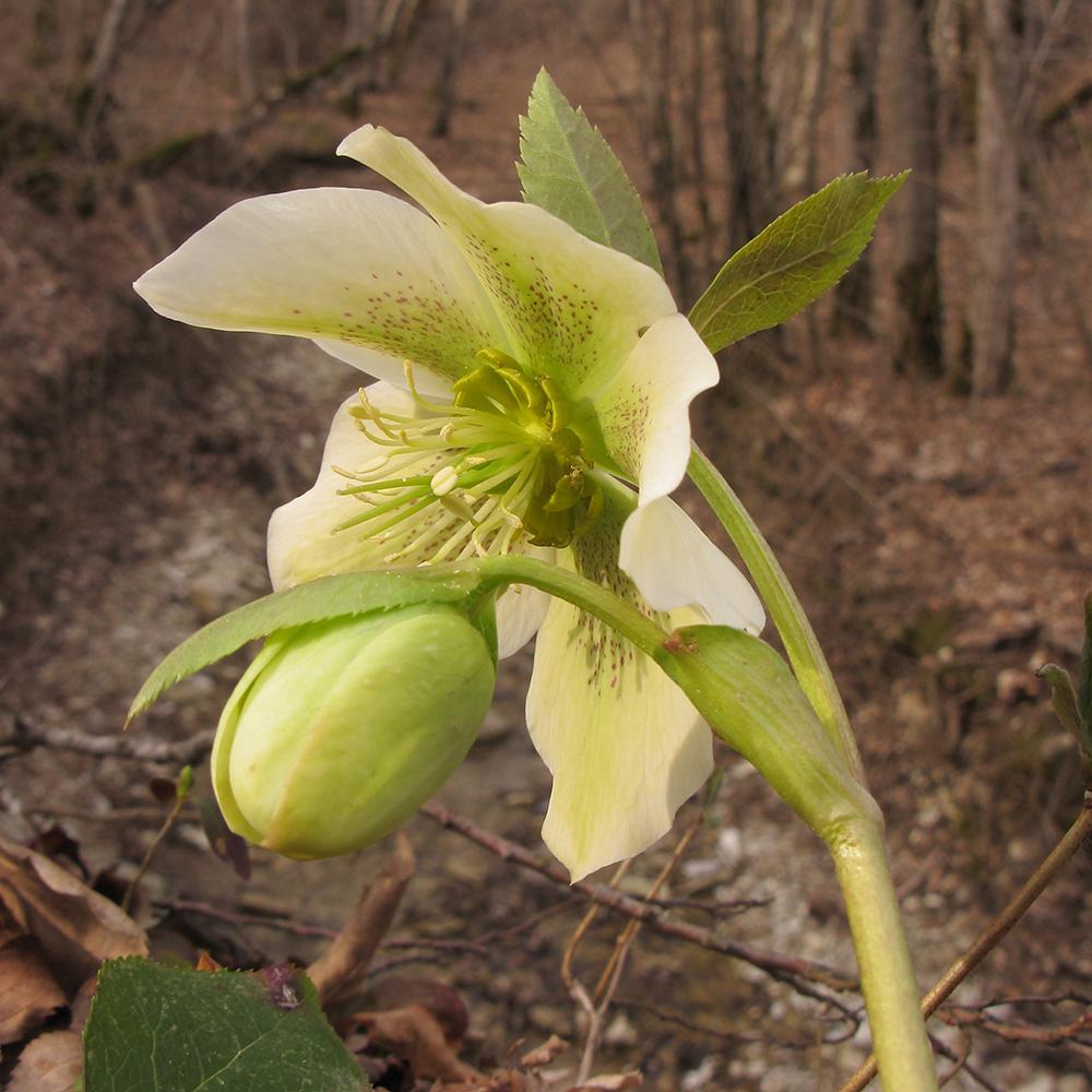 Image of Helleborus caucasicus specimen.