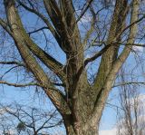 Populus deltoides. Скелетные ветви кроны. Германия, г. Дюссельдорф, Ботанический сад университета. 02.03.2014.