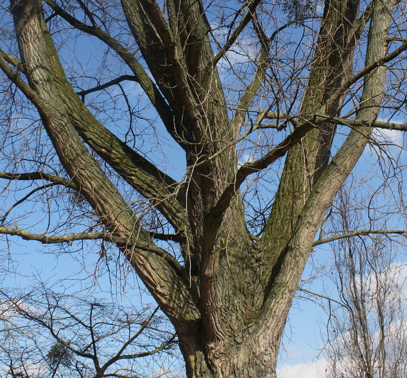 Image of Populus deltoides specimen.