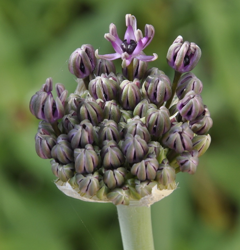 Image of Allium cyrilli specimen.