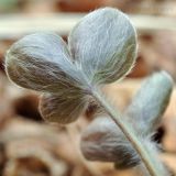 Hepatica asiatica. Обратная сторона листа. Приморский край, Шкотовский р-н, пос. Подъяпольск, склон, поросший кустарником. 26.04.2014.