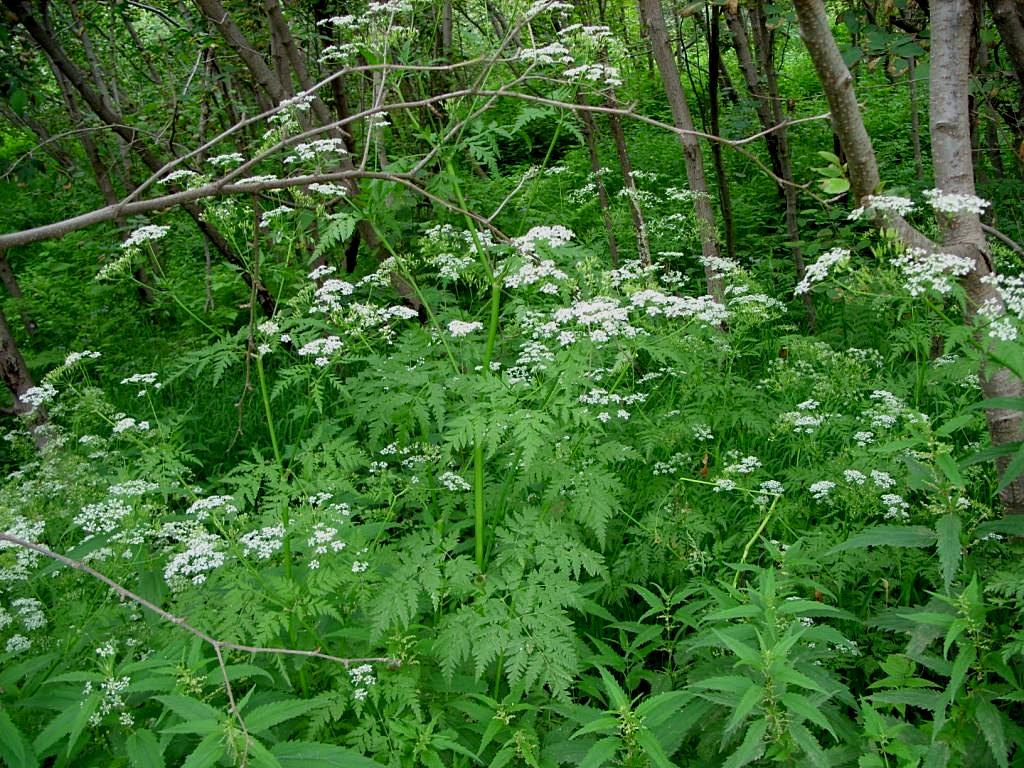 Изображение особи Anthriscus sylvestris.