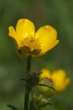 Ranunculus polyanthemos