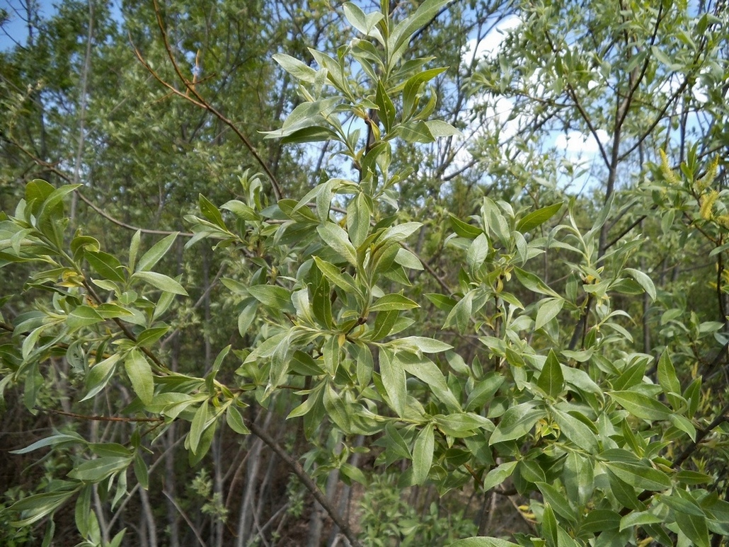 Image of Salix &times; smithiana specimen.