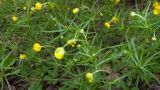 genus Ranunculus