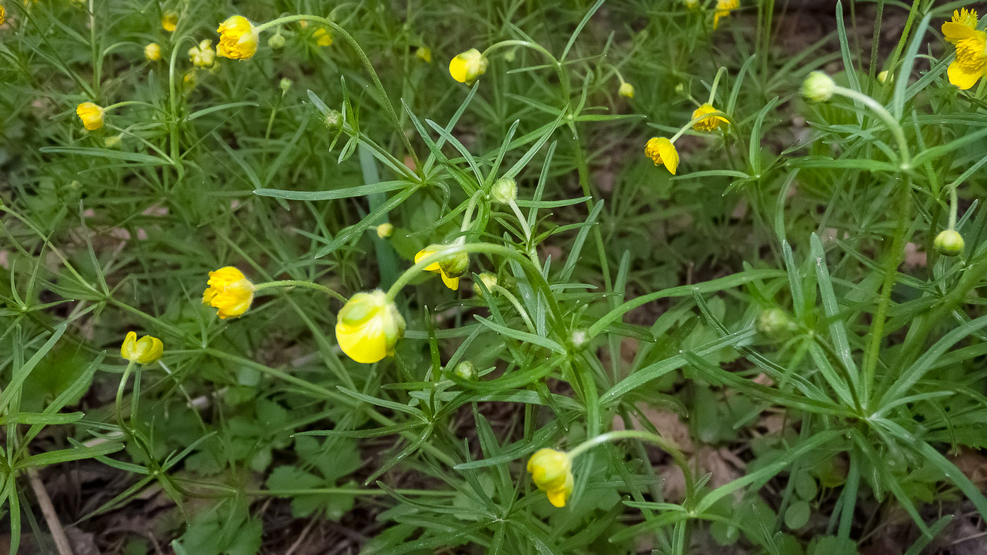 Изображение особи род Ranunculus.