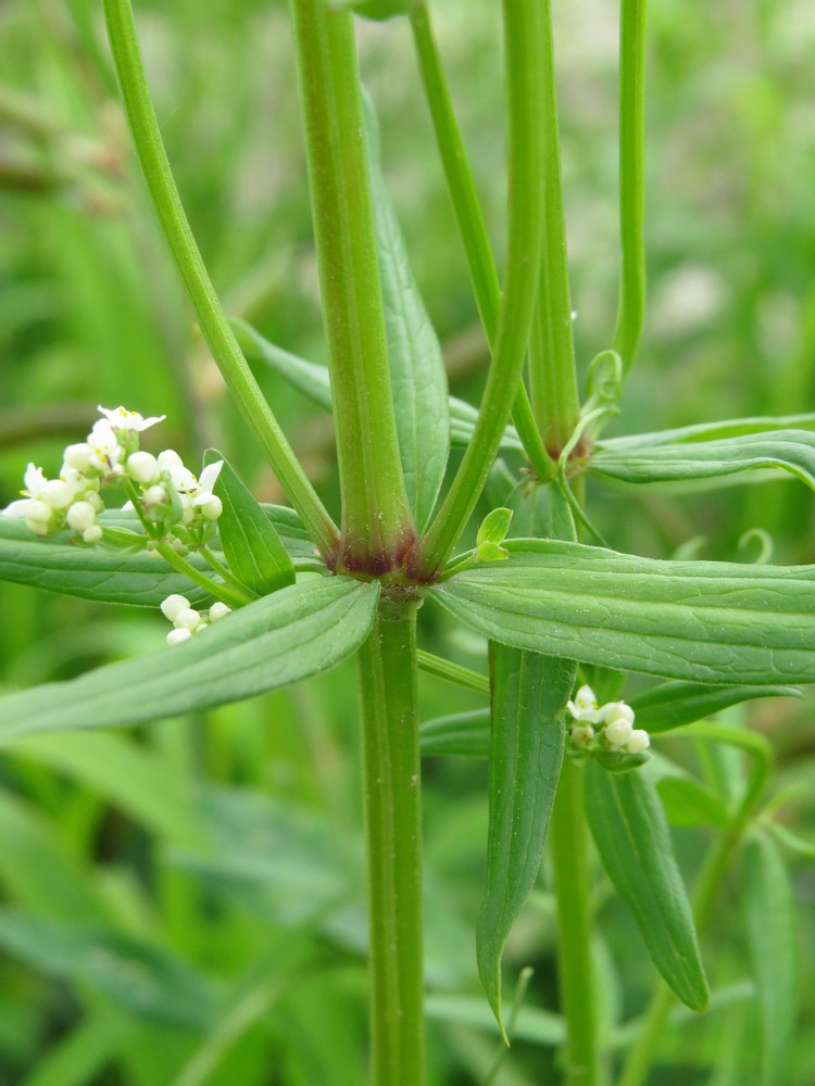 Image of Galium boreale specimen.