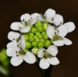 Crambe hispanica