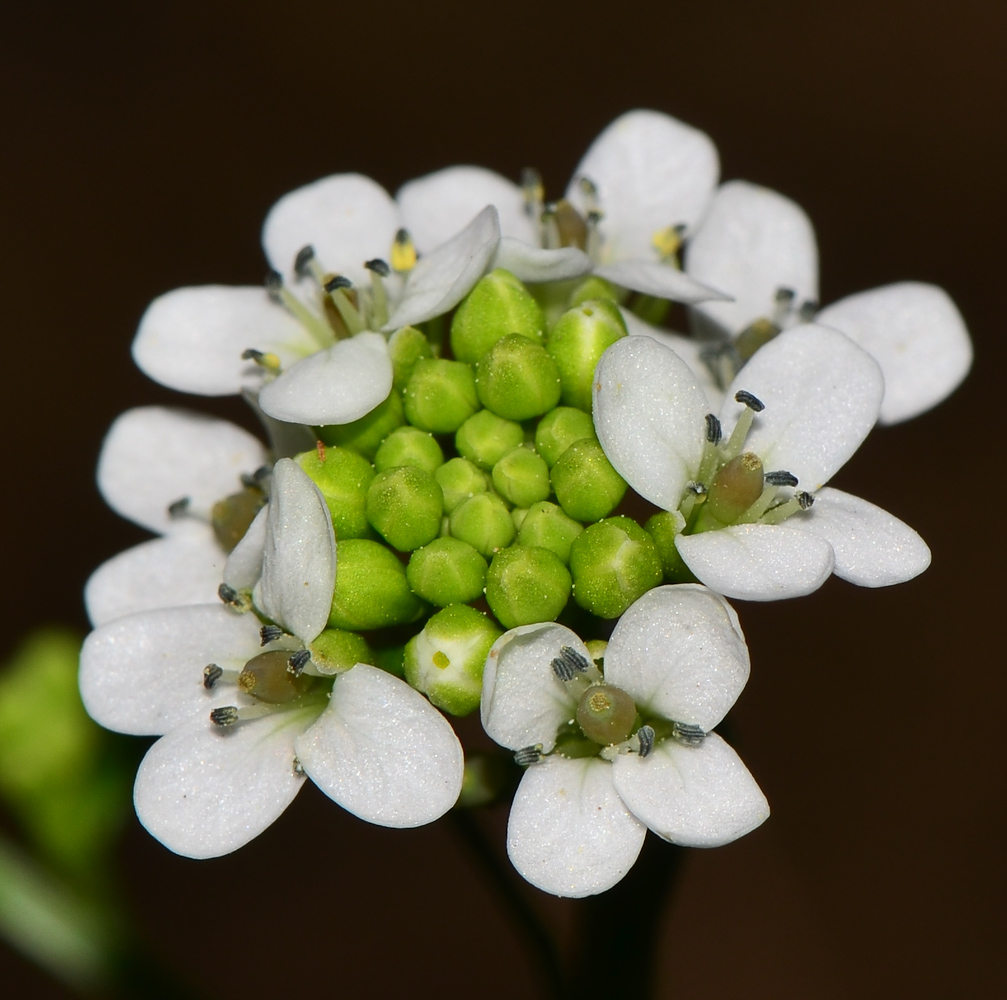 Изображение особи Crambe hispanica.