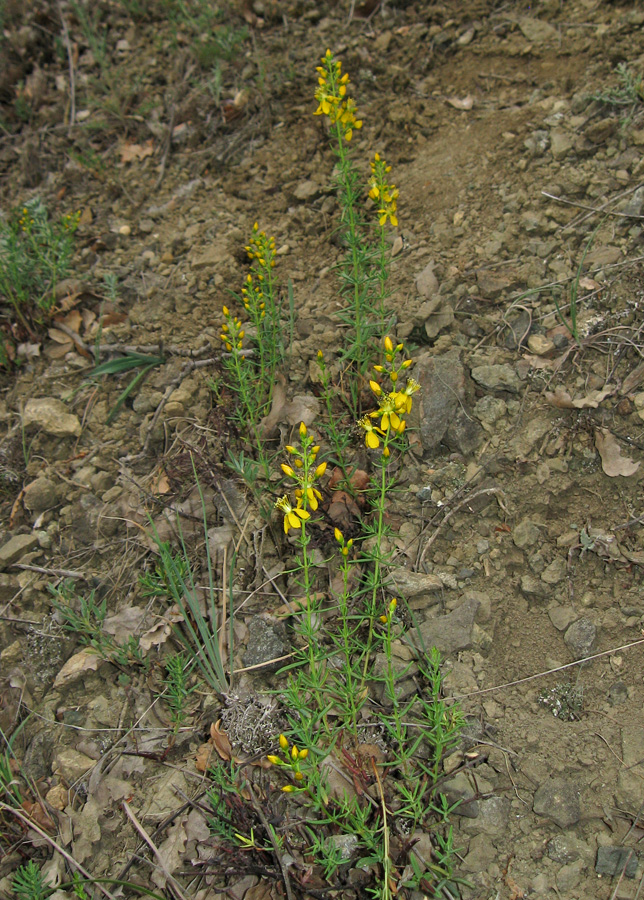 Image of Hypericum lydium specimen.