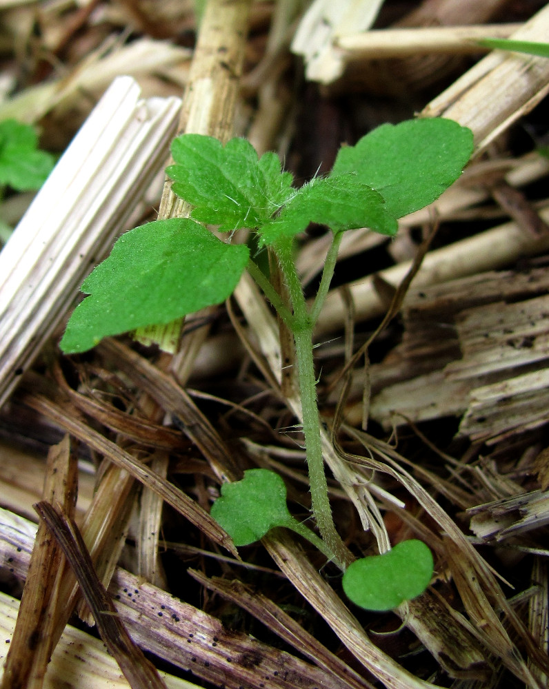 Изображение особи Urtica dioica.