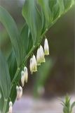 Polygonatum odoratum. Часть побега с цветками. Ленинградская обл., Лужский р-н, окр. дер. Сяберо, беломошный сосновый бор. 08.06.2014.