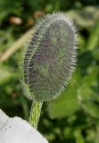 Papaver orientale. Бутон ('Royal Wedding'). Германия, г. Дюссельдорф, Ботанический сад университета. 02.06.2014.