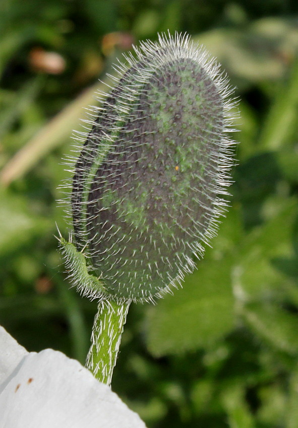 Изображение особи Papaver orientale.