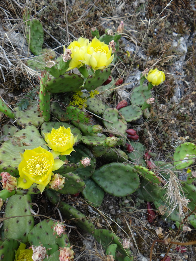 Image of Opuntia humifusa specimen.