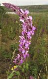 Salvia tesquicola