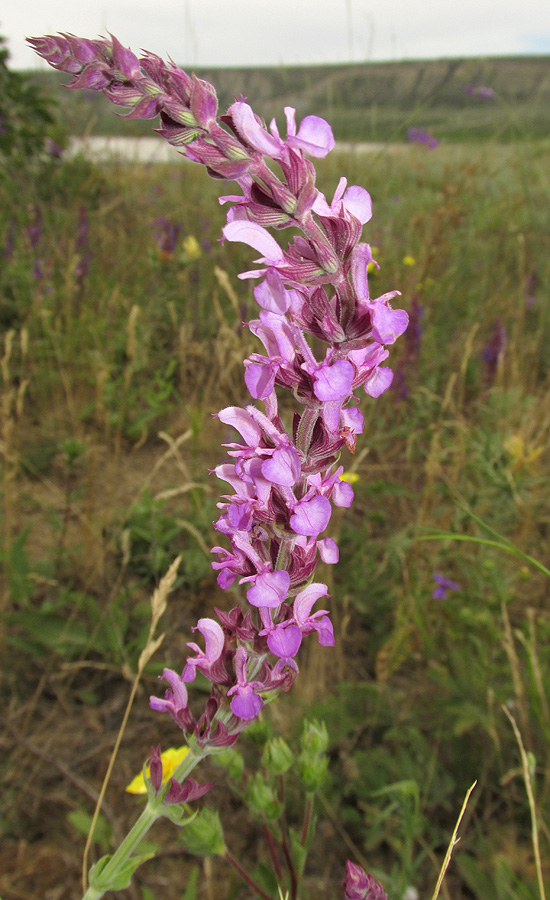 Изображение особи Salvia tesquicola.