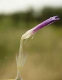 Centaurea adpressa. Цветок. Украина, Луганская обл., г. Кировск, степь. 15.07.2014.