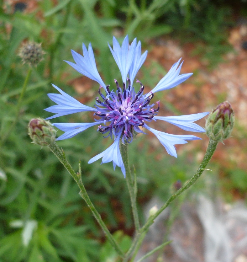 Image of Centaurea cyanus specimen.