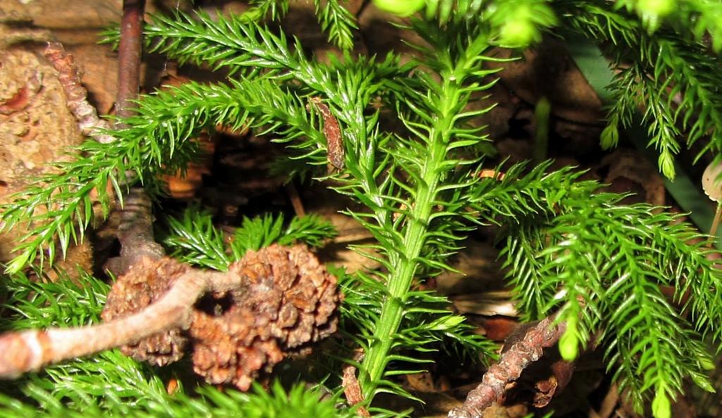 Изображение особи Lycopodium juniperoideum.