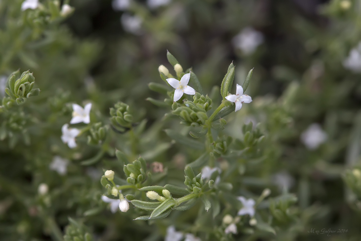 Image of Galium pseudohumifusum specimen.