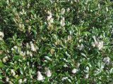 Salix phylicifolia. Ветви. Кольский полуостров, Восточный Мурман, пос. Дальние Зеленцы. 21.07.2009.