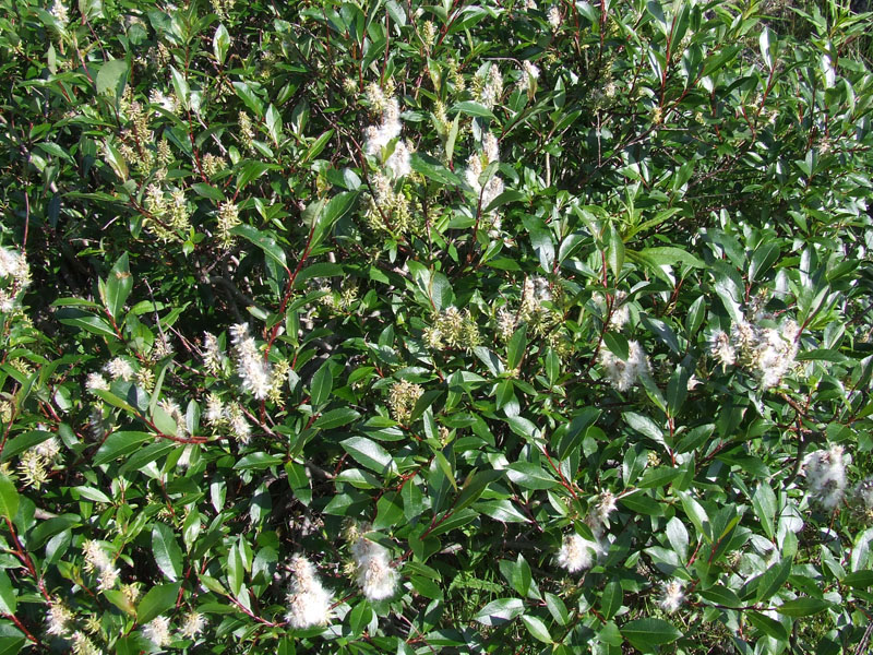 Изображение особи Salix phylicifolia.